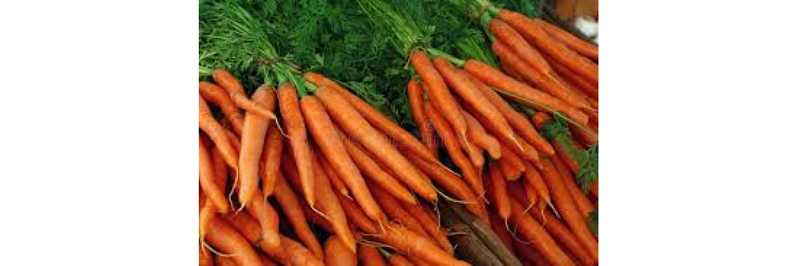 carottes pour chevaux en gros​