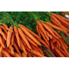 carottes pour chevaux en gros​