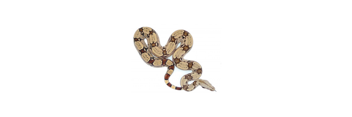 boa constrictor prix