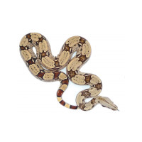 boa constrictor prix