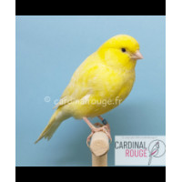 Canari Jaune (Serinus canarius)