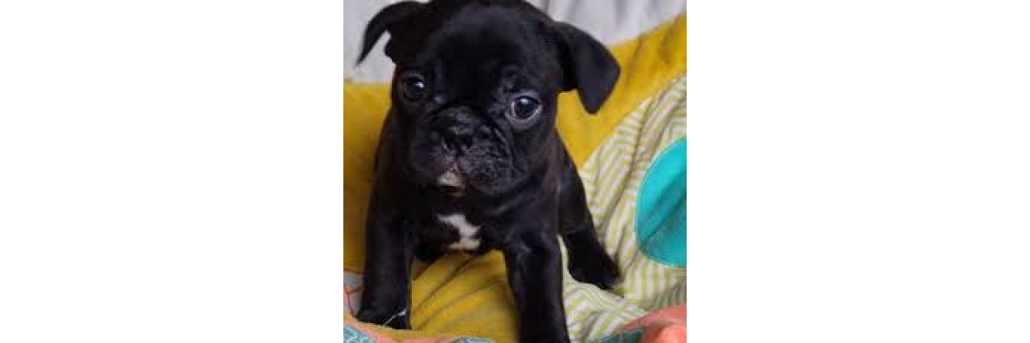 chien pug a vendre​