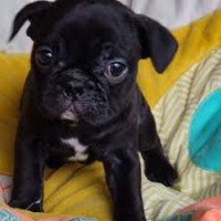 chien pug a vendre​