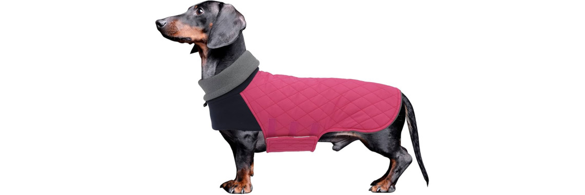 manteau pour chien teckel