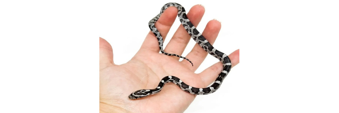 prix d'un serpent des blés​