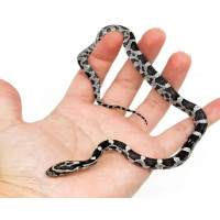 prix d'un serpent des blés​