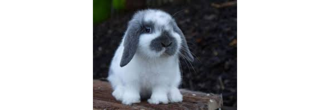 Lapin Nain Bélier Adulte