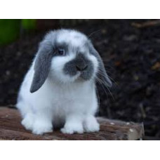 Lapin Nain Bélier Adulte