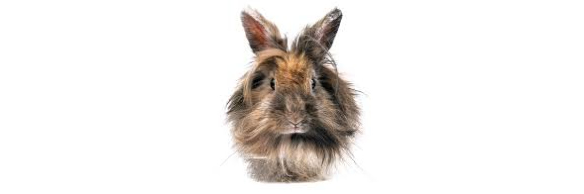 Lapin Nain Tête de Lion Adulte