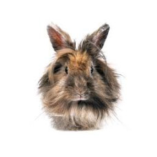 Lapin Nain Tête de Lion Adulte