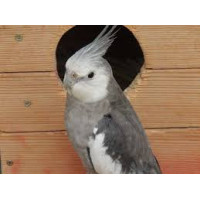 Perruche Calopsitte Grise Domestique Adulte