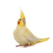 Perruche Calopsitte Lutino Domestique Adulte Perruche Calopsitte Lutino Domestique Adulte