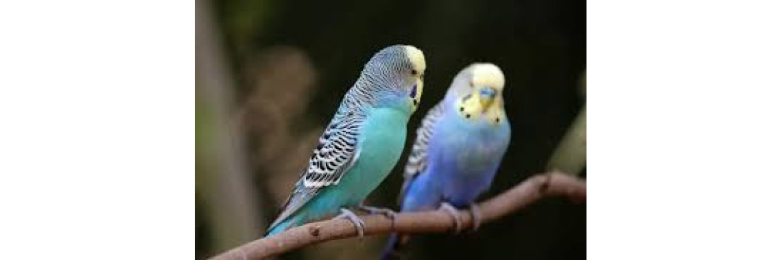 Perruche Ondulée Bleue Domestique Adulte