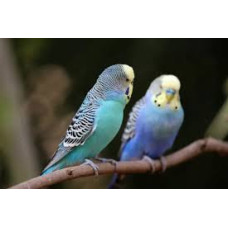 Perruche Ondulée Bleue Domestique Adulte