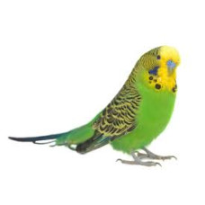 Perruche Ondulée Verte Domestique Adulte Perruche Ondulée Verte Domestique Adulte