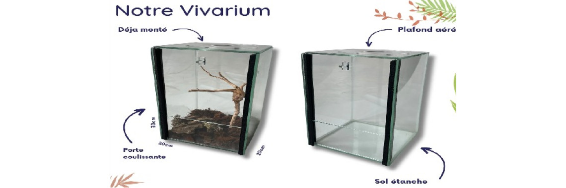 vivarium phasme​