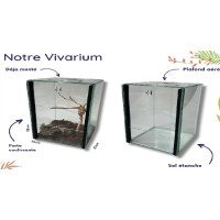 vivarium phasme​