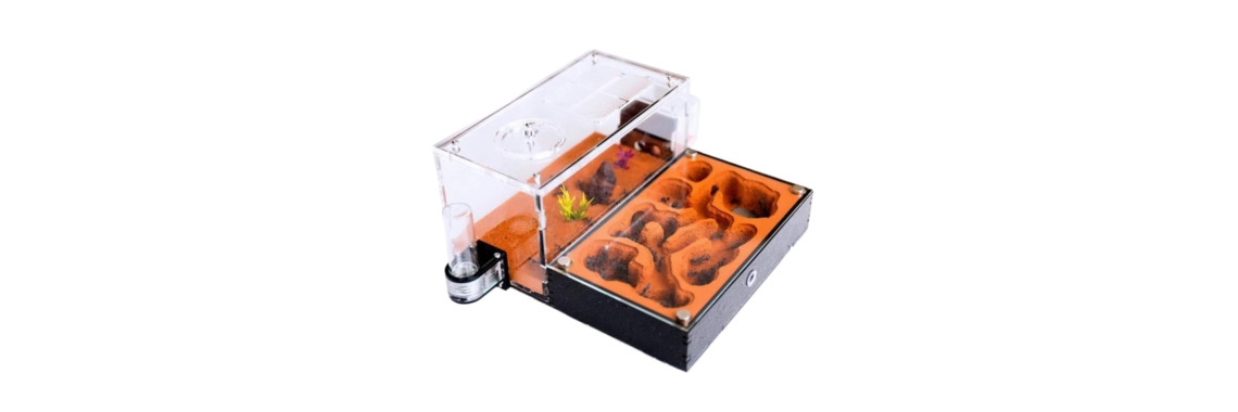 vivarium pour fourmis